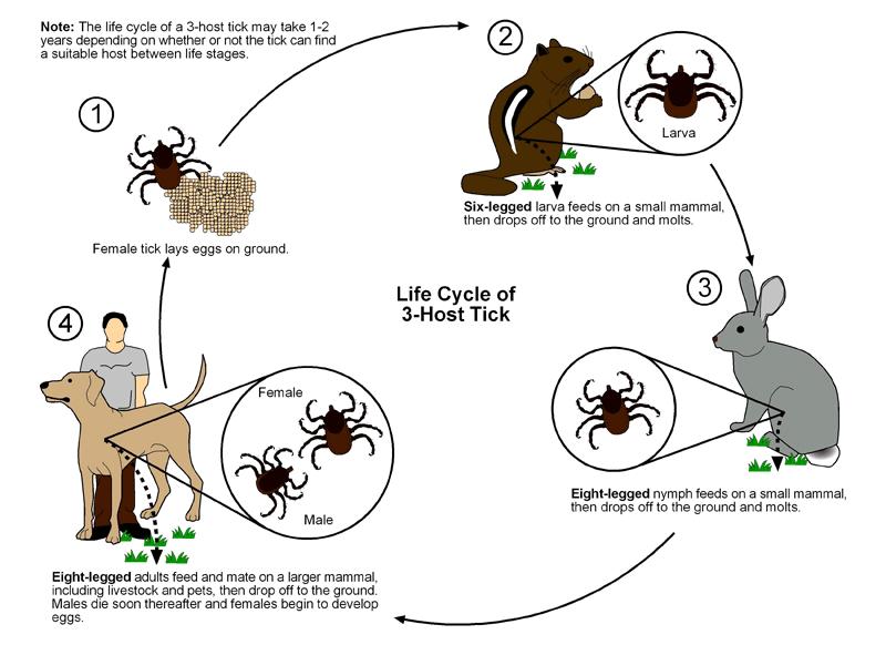 Three-host life cycle of the American Dog tick Dermacentor variabilis Diagram ex http://www.entm.purdue.edu/publichealth/insects/tick.