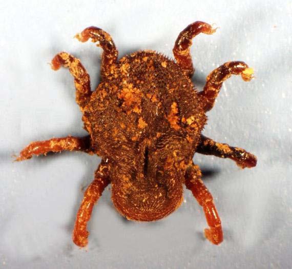 Some soft tick species are also able to survive for long periods of time without feeding. Some species such as Otobius megnini (spinose ear tick) have adapted to a different life cycle.