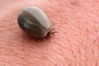 Feeding Hard ticks typically take one blood meal in each of the three developmental stages - larval, nymphal and adult.
