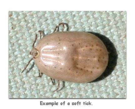 Hard ticks commonly feed on their host for long periods of time, sometimes as long as several weeks, with feeding time depending on life stage, species of tick and the type of host.