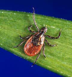 3.5 Diseases Ticks are excellent vectors for disease transmission. They are second only to mosquitoes as vectors of human disease, both infectious and toxic.