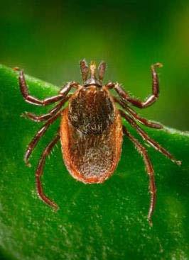 Some of the tick-borne diseases of greatest concern to human health include; Lyme disease, ehrlichiosis, babesiosis, rocky mountain spotted fever, tularemia, tickborne encephalitis and tick-borne