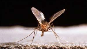 4. Sand Flies Sand flies are true flies belonging to the order Diptera, family Psychodidae, subfamily Phlebotominae.