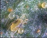 3 Nymphs Mite nymphs can vary significantly in shape, two examples include the two-spotted spider mite in the photo below and the demodex nymph in section