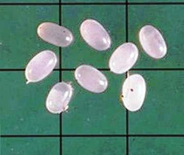 6.1.1 Eggs Fleas lay tiny, white oval shaped eggs in batches of up to 20. They are smooth, oval, pearly white and approximately 0.5 mm in size.