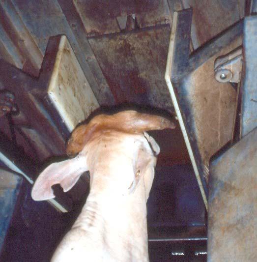 70: Electrical stunning of cattle: The photo shows an animal about to enter a neck restrainer; once the animal is restrained, electrodes from a stunning