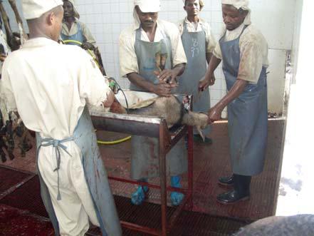 Restraining livestock for Halal slaughter Restraining small ruminants for Halal slaughtering is easy animals are manually laid on a bleeding table and