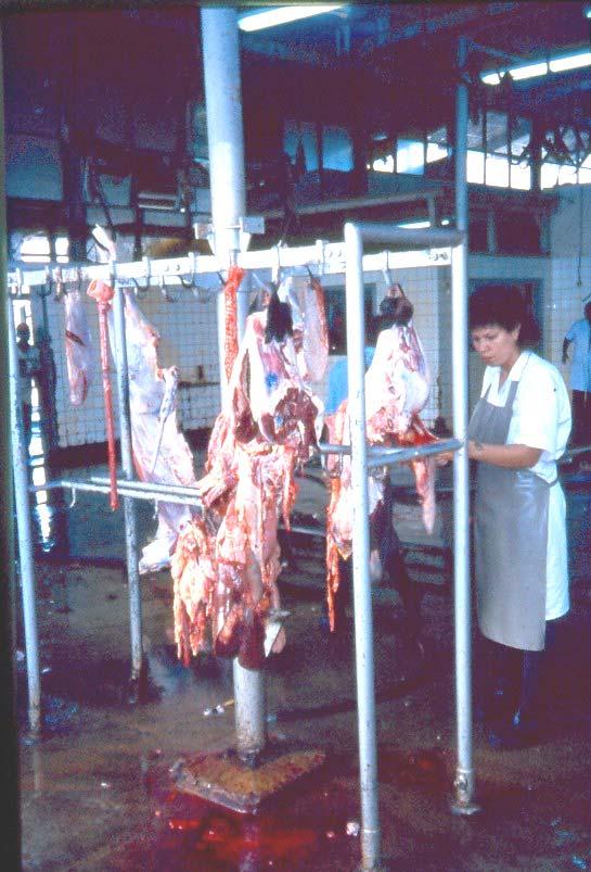 78: Meat inspection in a small abattoir: Cattle heads and plucks are