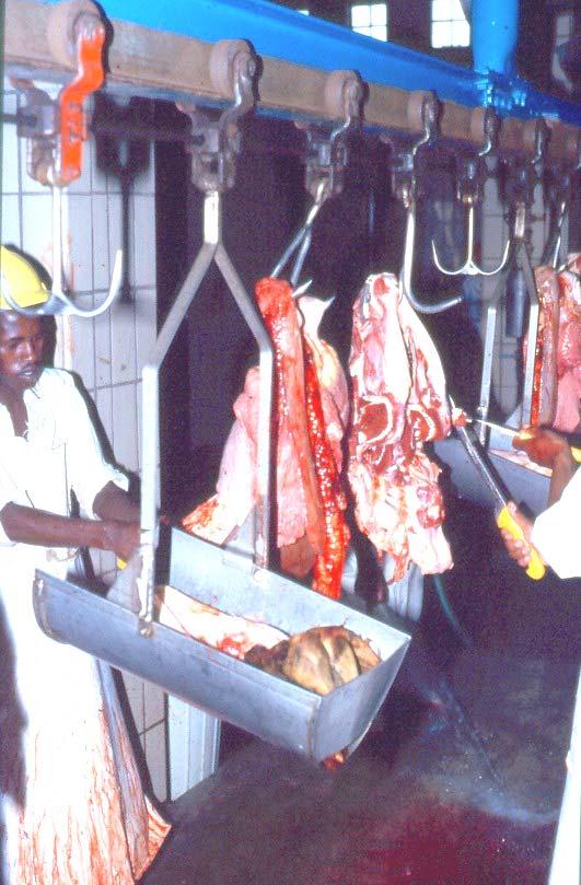 79: Synchronized meat inspection for larger abattoirs: Simultaneously