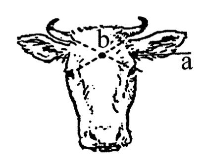 Figure A Figure B Figure C Figure 2 (a) Australian Land Transport Standards and Guidelines (2012) for shooting horned cattle with a penetrative captive bolt pistol (position A and B) or firearm