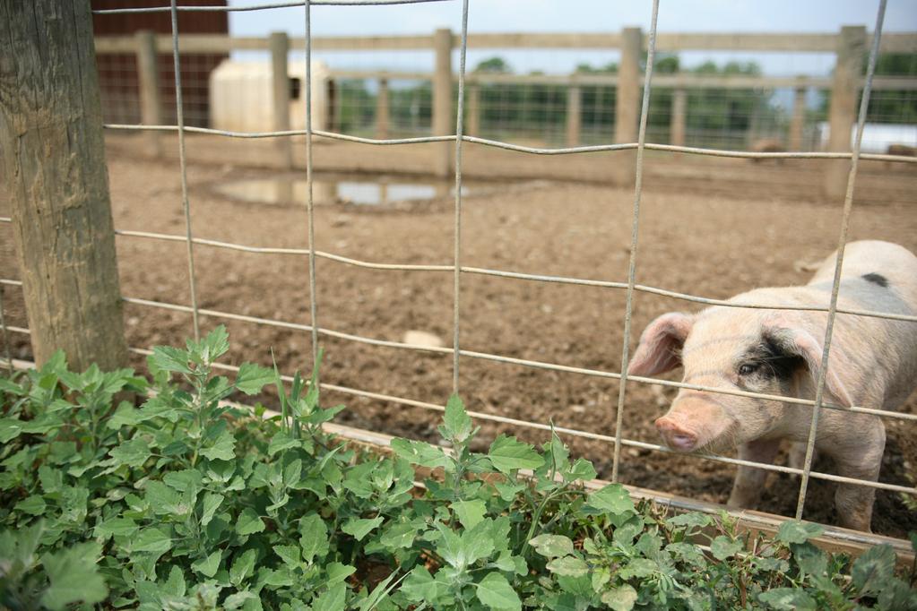 On Certified Humane farms, animals are never