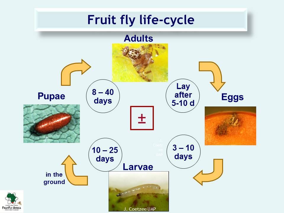For the better part of a decade, South Africa has been using area-wide integrated pest management (AWIPM) programs to suppress fruit fly populations in various fruit producing areas.