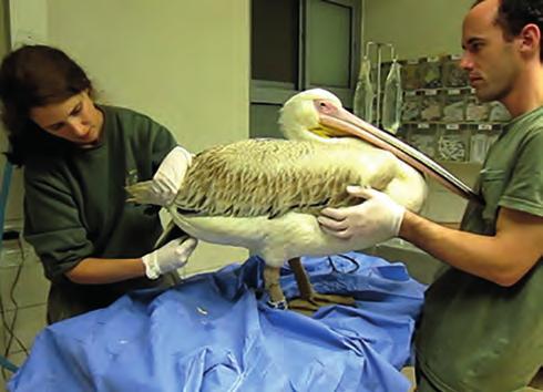 a Figure : A physical examination by a veterinarian shows the cloacal temperature measurement on a sedated pelican.