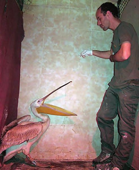 animal caretakers. b Figure 3: An unsedated pelican displays a normal aggressive behavior towards an animal caretaker.