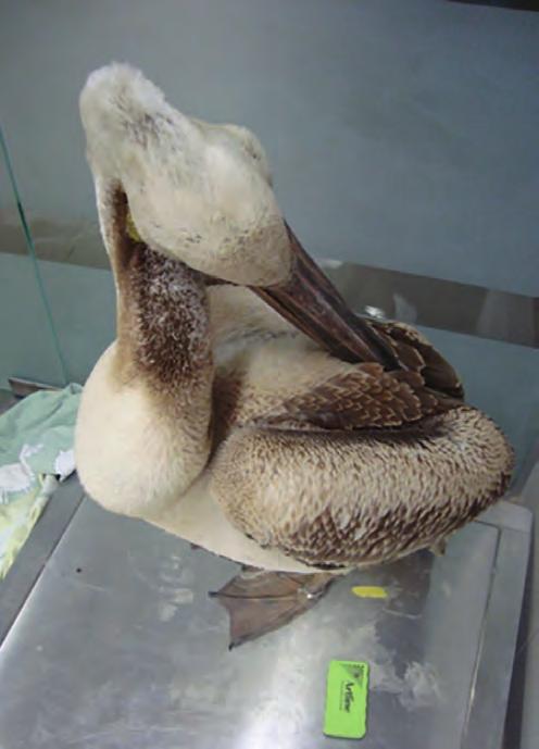 Figure 2: Fifteen minutes after a combined butorphanol and midazolam sedation injection, normally aggressive pelicans display the behavioral parameters of (a,