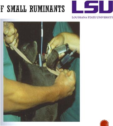 light anesthetic induction and several attempts of tracheal intubation Position animal on sternal