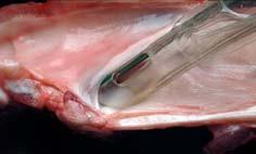 trapped behind elongated soft palate Narrow tracheas (like a brachycephalic dogs), rimaglottidis is