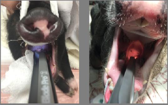 Tracheal intubation is recommended for GA in pigs!