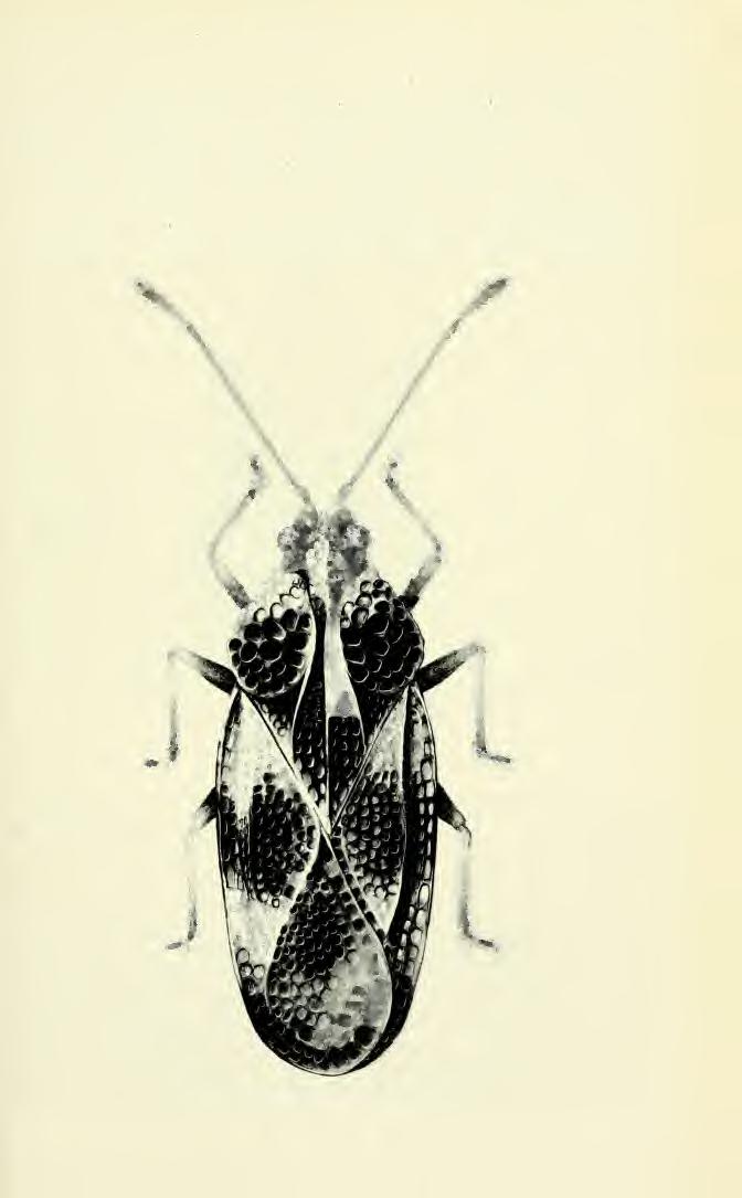 Dec. 16, 1963 EASTERN HEMISPHERE LACEBUGS 151 of rostral sulcus testaceous, rostrum brownish.