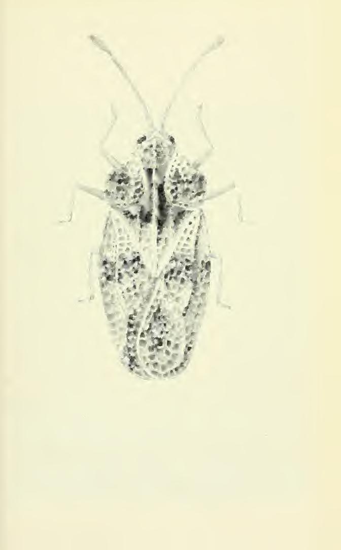 Dec. 16, 1963 eastern hemisphere lacebugs 155 Fig. 4. Cysteochila eyplys, new sp. Africa. Jan.