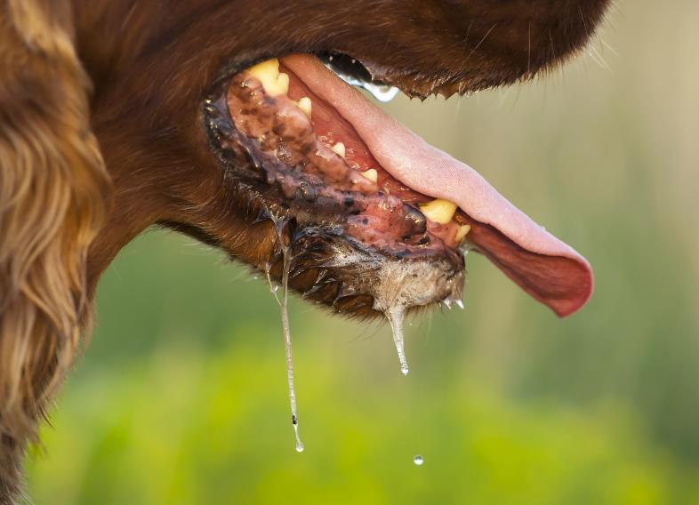 Can rabies be detected in an animal? A rabid dog is typically sad followed by an aggressive phase when he becomes hyperactive, sometimes violent, foaming at the mouth.