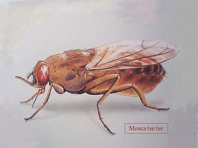 Tsetse flies - African