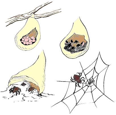 Spider Life Cycle Egg