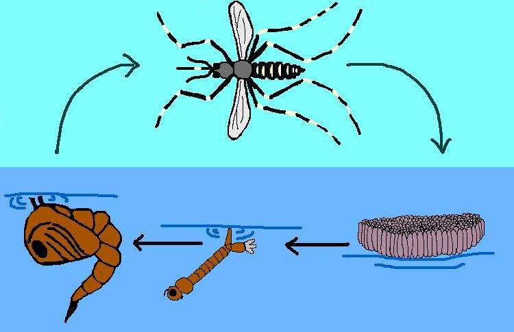Mosquito Life Cycle 4.