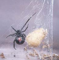 Black Widow Spider Bite Manifestations Pain bite site abdomen and back.