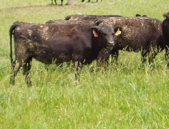 Conclusions Best solution is to get cattle off infected fescue during hot