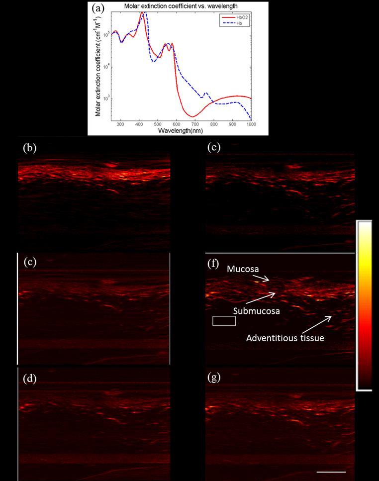 124 Optoacoustic imaging of esophageal tissue wavelengths are displayed in Fig. 7.5. All images were normalized with the laser energy for fair comparison.
