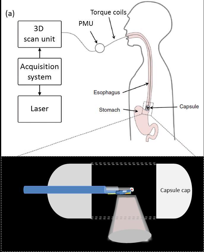 7.3 Optoacoustic endoscopy imaging of esophageal sample 133 measurements, the capsule probe will be swallowed and gradually be push down along the gastrointestinal tract under the natural propulsion