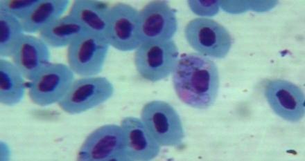 m-o: gametocytes