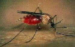 (Mosquito)