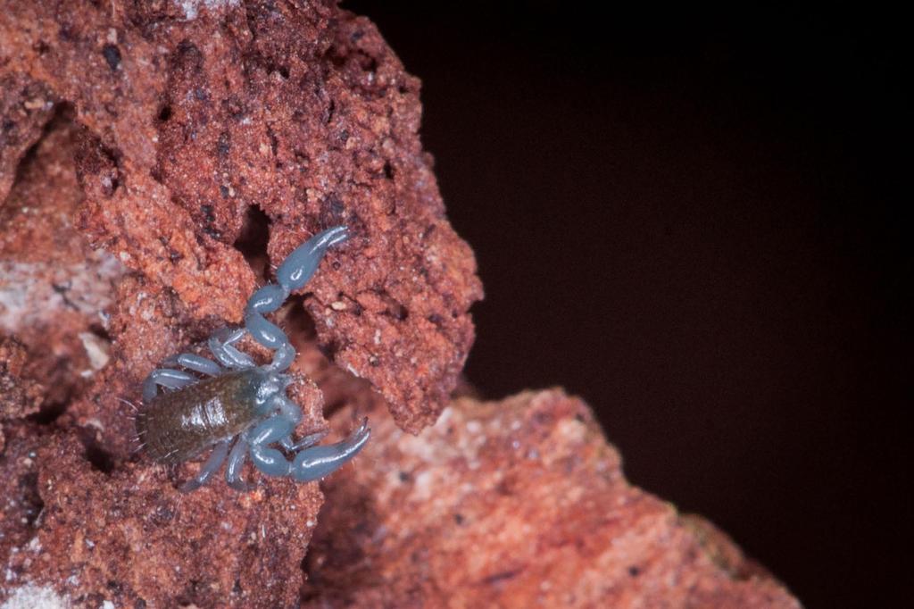 Behold the pseudoscorpion, How fearsome it appears! Though it has no bite or sting Those pincers do look fierce.