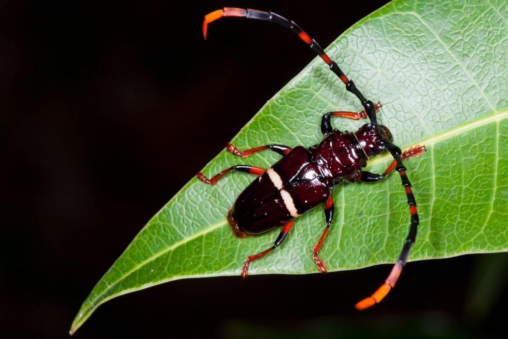 Growing up inside a tree And eating only wood May leave the longhorn beetle craving Something that tastes good.