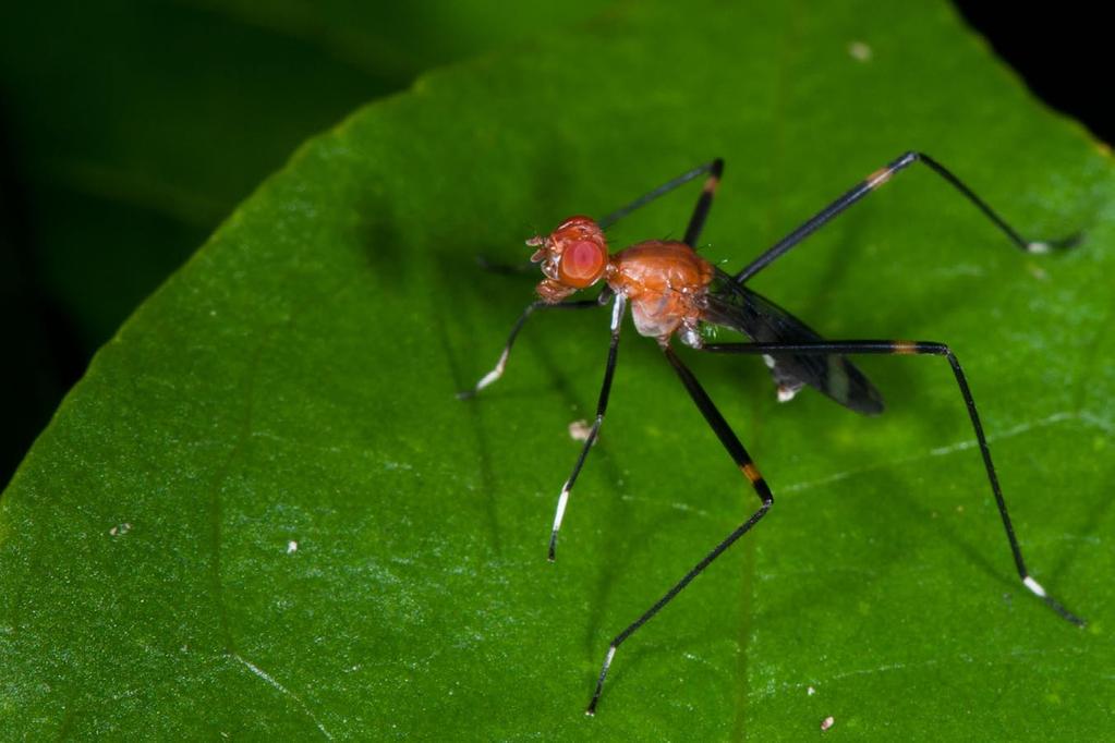 Stilt-legged flies have long, long legs They re often found on poo.
