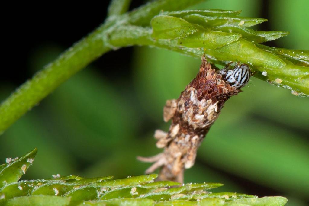 The bagworm caterpillar, Wherever it may roam,