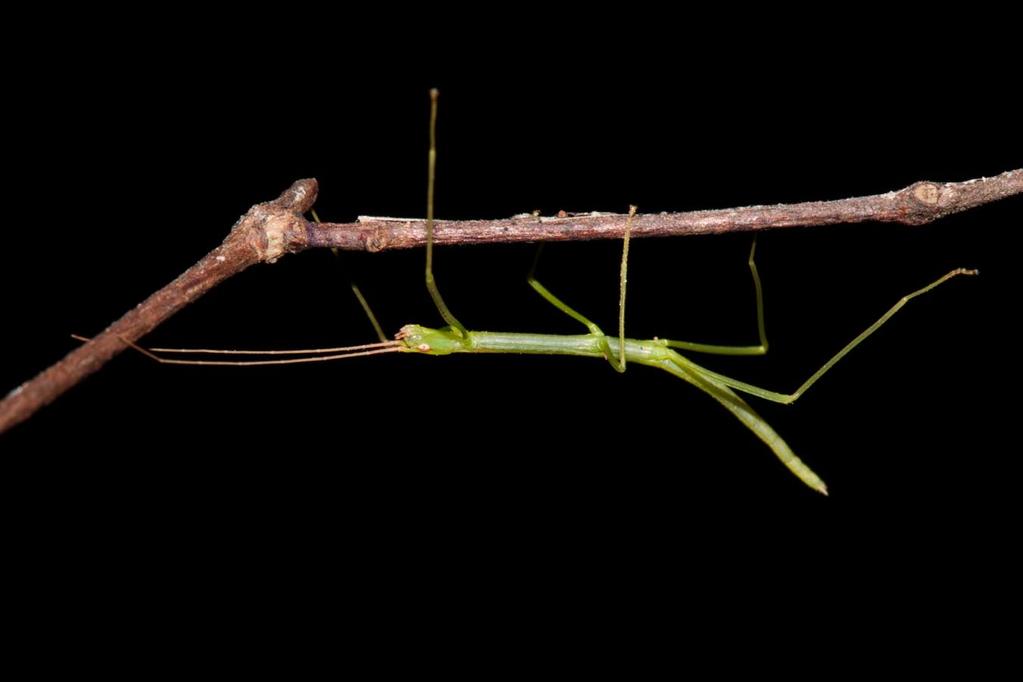 The stick insect looks like a stick And may be brown or green. Walking slowly in the night They try to not be seen.