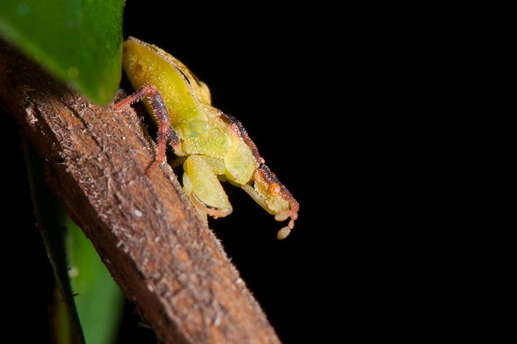 Deadly is the ambush bug, Arms lined with gripping spines To grab and hold its insect prey All helpless while it