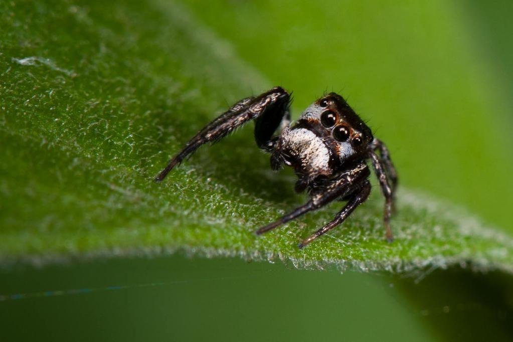 The jumping spider s biggest eyes Are facing to the front To judge the distance of its prey And how far it must