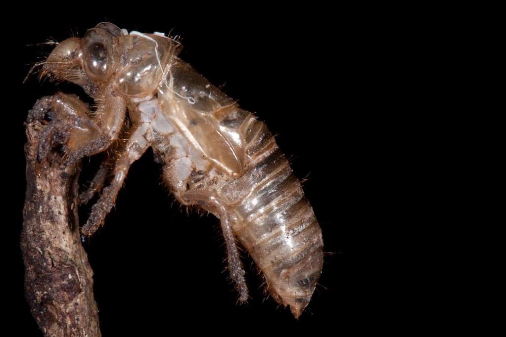 After living underground, Sometimes for many years, The cicada larva surfaces To change how it appears.