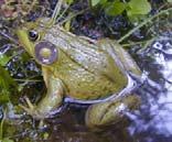 Green Frog Rana clamitans Medium in size (5.7-9.
