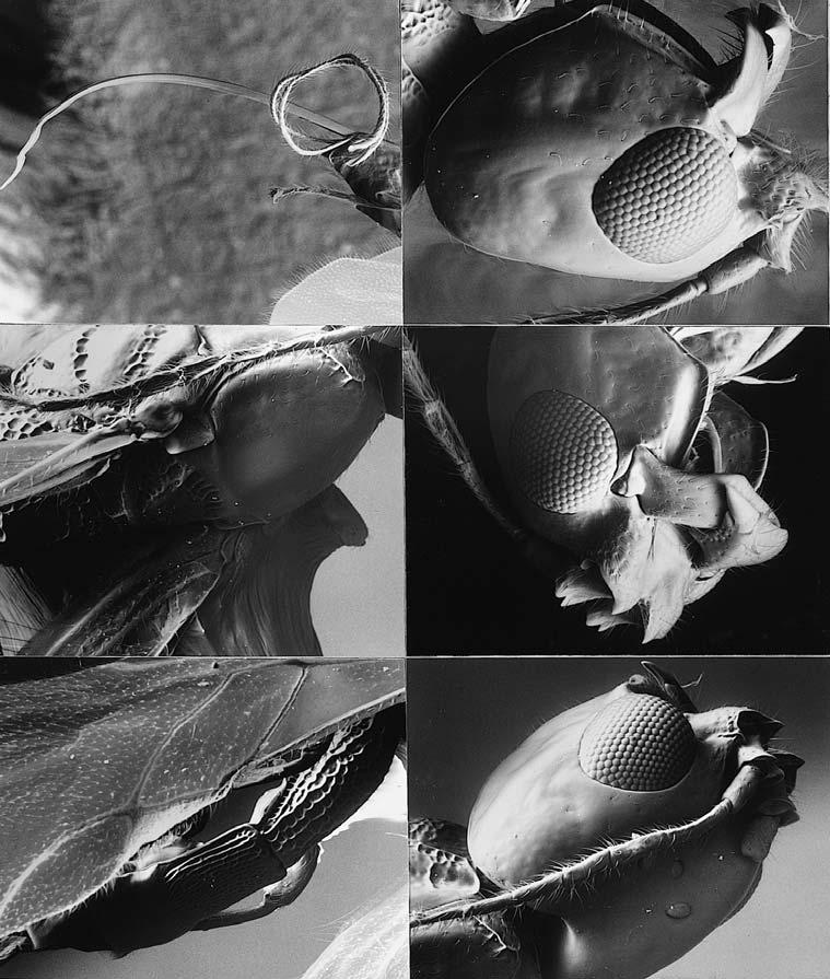 292 Van Achterberg & Quicke. Palaeotropical Cosmophorini. Zool. Med. Leiden 74 (2000) 9 10 12 13 11 14 Figs 9-14, Sinuatophorus longiceps gen. nov. & spec. nov.,, holotype.