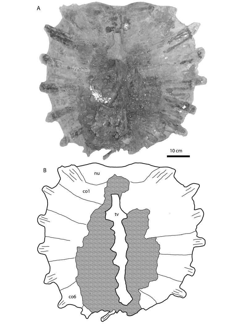 Figure 4. MRF uncatalogued 1, carapace of Axestemys splendida from the Cretaceous Hell Creek Formation of North Dakota.