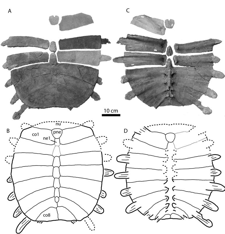 Figure 5. MRF uncatalogued 2, MRF 631, MRF 654, MRF 676, MRF 700, carapace of Axestemys splendida from the Cretaceous Hell Creek Formation of North Dakota.