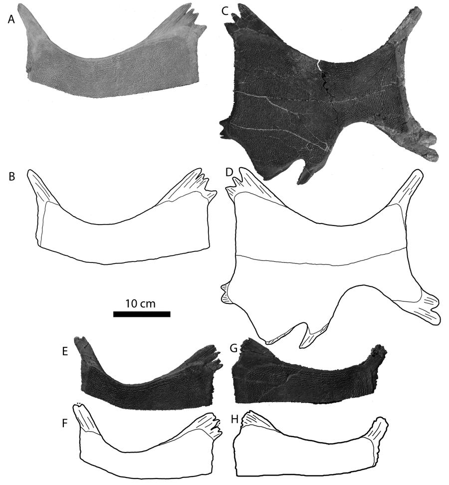 Figure 6. Hyo- and hypoplastra of Axestemys splendida from the Cretaceous Hell Creek Formation of North Dakota. MRF 678, right hyoplastron, A, photograph and B, illustration.