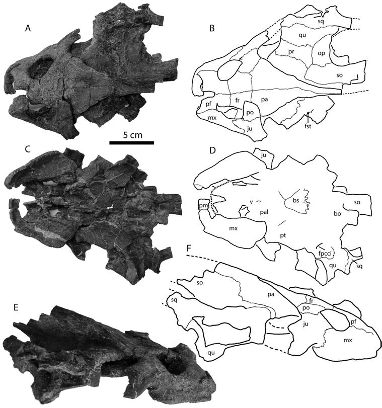 Figure 7. UM 27029, skull of Axestemys montinsana from the Paleocene Melville Formation of Montana. A, photograph and B, illustration of dorsal view. C, photograph and D, illustration of ventral view.