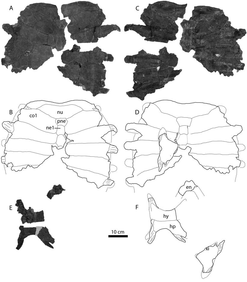 Figure 9. UM 27029, carapace and plastron of Axestemys montinsana from the Paleocene Melville Formation of Montana. A, photograph and B, illustration of carapace external view.