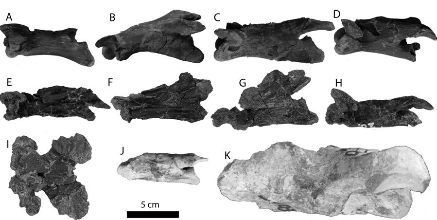 hypoplastra. Figure 11. Cervical vertebrae of Axestemys. Lateral view of A. montinsana from the Paleocene Fort Union Formation of North Dakota, order unknown, A, PTRM 5350.22, B, PTRM 5350.
